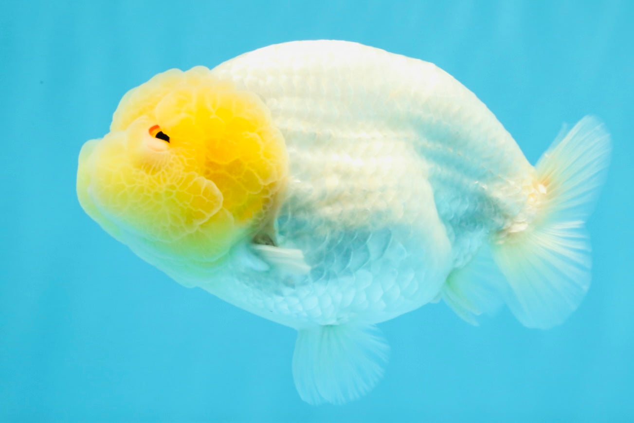 ADORABLE A Grade White LionQueen 4.5-5 inches #022026LC_13