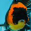A Grade Tricolor Oranda Male 5-5.5 inches #062725OR_17