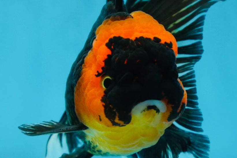 A Grade Tricolor Oranda Male 5-5.5 inches #062725OR_17