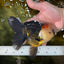 AAA Grade Tricolor Oranda Female 5.5-6 inches #050925OR_33
