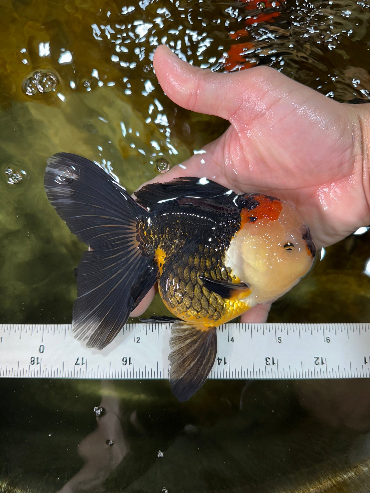AAA Grade Tricolor Oranda Female 5.5-6 inches #050925OR_33
