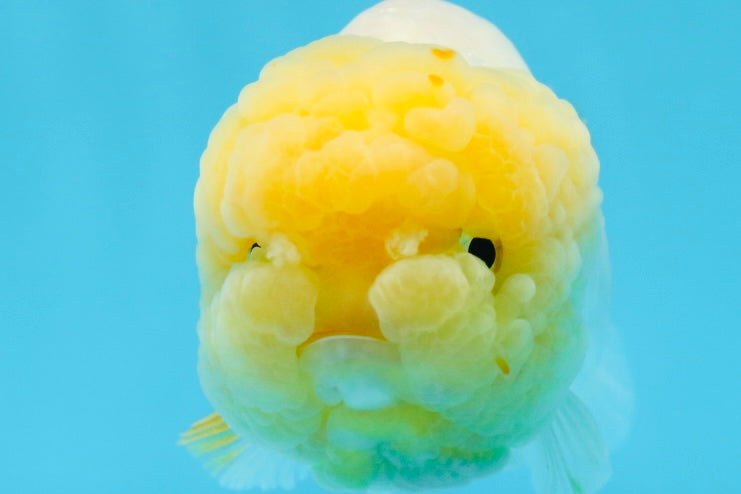 Super Big Wen Lemonhead Lionchu Female 4.5 inches #0726LC_41