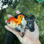 A Grade Tricolor Oranda Male 4.5 inches #110124OR_10