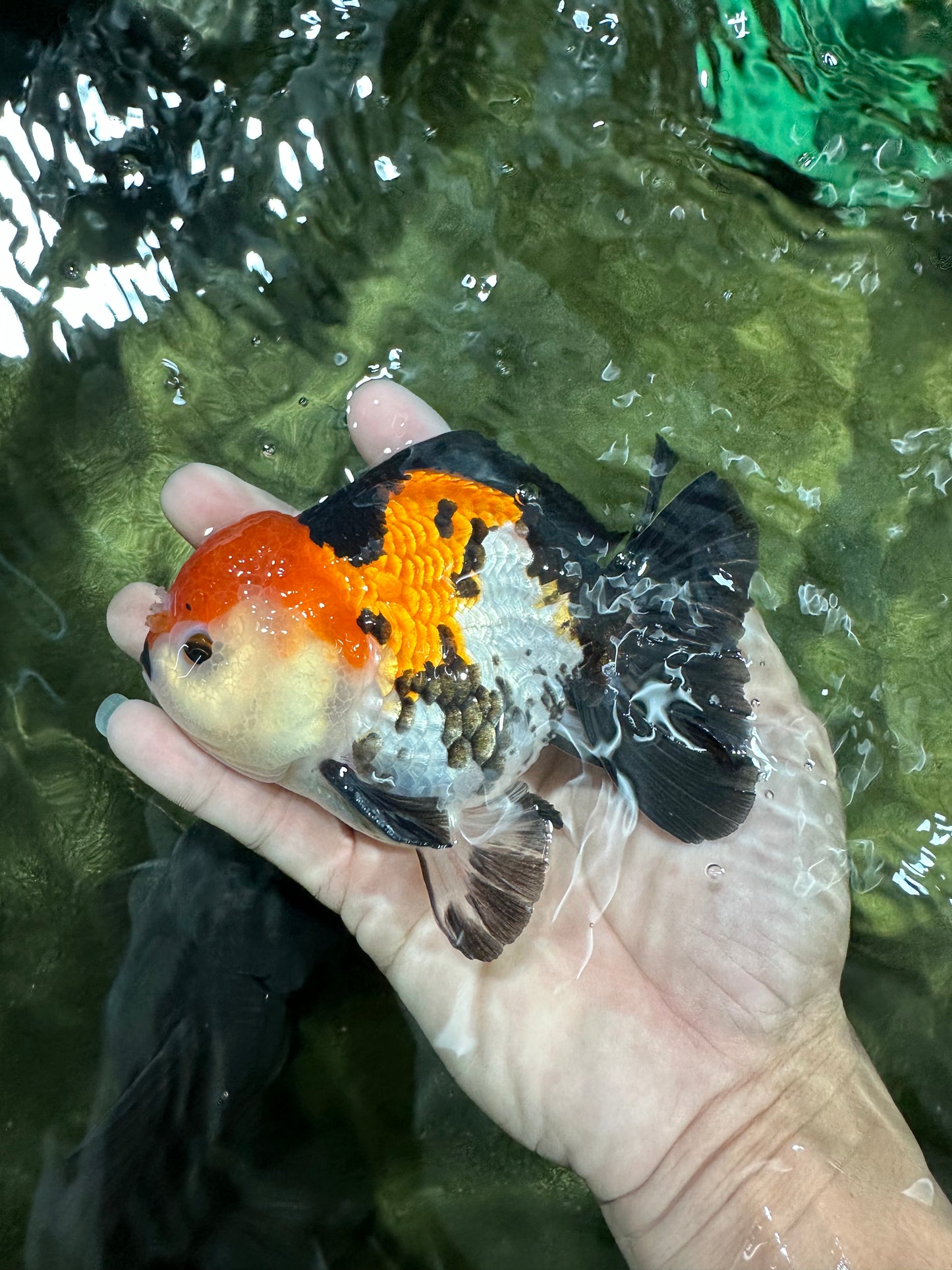 A Grade Tricolor Oranda Male 4.5 inches #110124OR_10