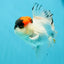 A Grade Tricolor Oranda Male 5.5 inches #030626OR_21