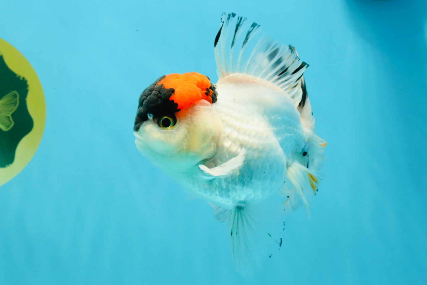 A Grade Tricolor Oranda Male 5.5 inches #030626OR_21