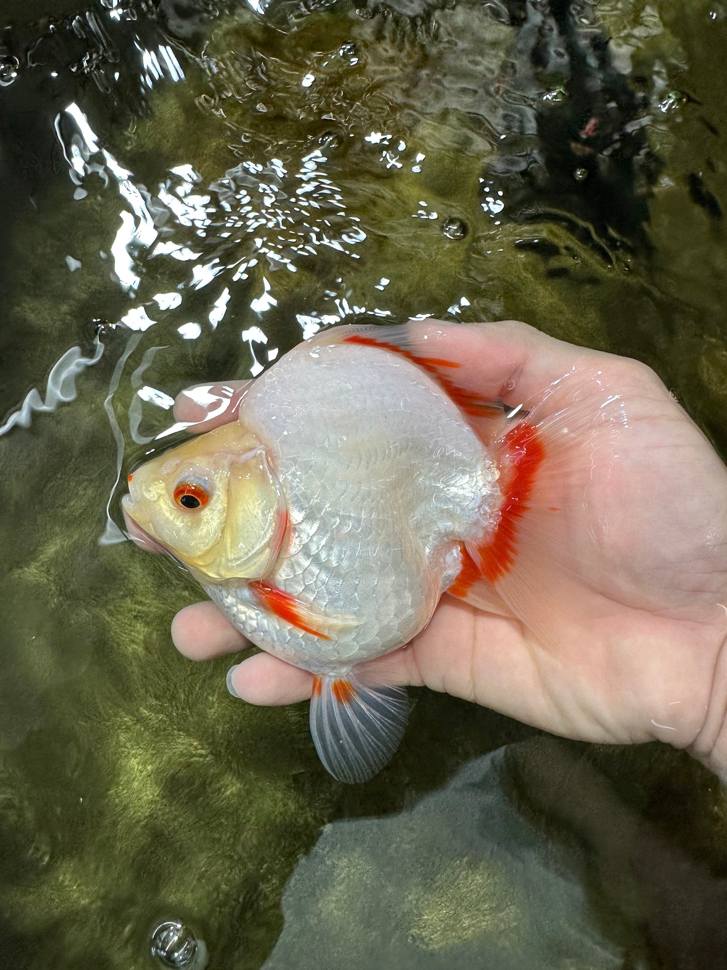 AAA Grade Red White Ryukin Female 5-5.5 inches #060625RK_33