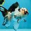 A Grade Tricolor Oranda Male 5 inches #010325OR_13