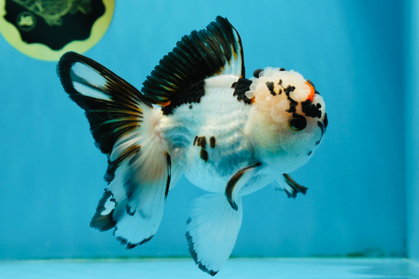 A Grade Tricolor Oranda Male 5 inches #010325OR_13