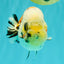 CHUBBY AAA Grade Diamond Scale Tricolor Ranchu Male 5.5 inches #100926RC_27