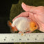 Lemonhead Lionchu Male 4 inches #0920LC_07