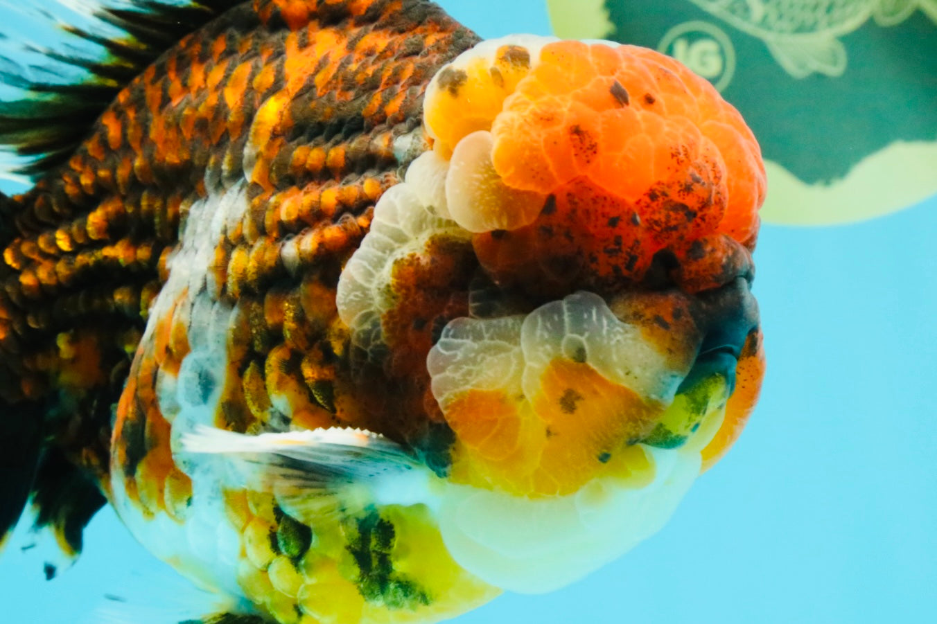 GIANT SUPER AAA Grade Godzilla Kirin Calico Oranda Male 6.5-7 inches #030626OR_06