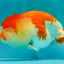 FLUFFY WEN A Grade Red White LionQueen Female 5 inches #051526LC_14
