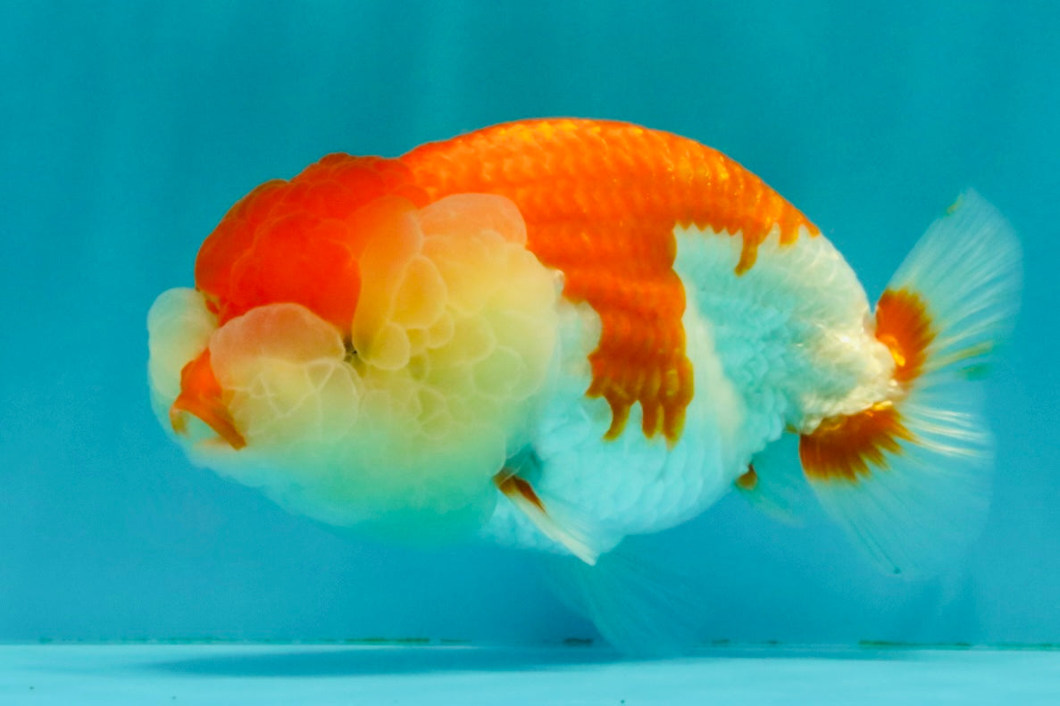 FLUFFY WEN A Grade Red White LionQueen Female 5 inches #051526LC_14