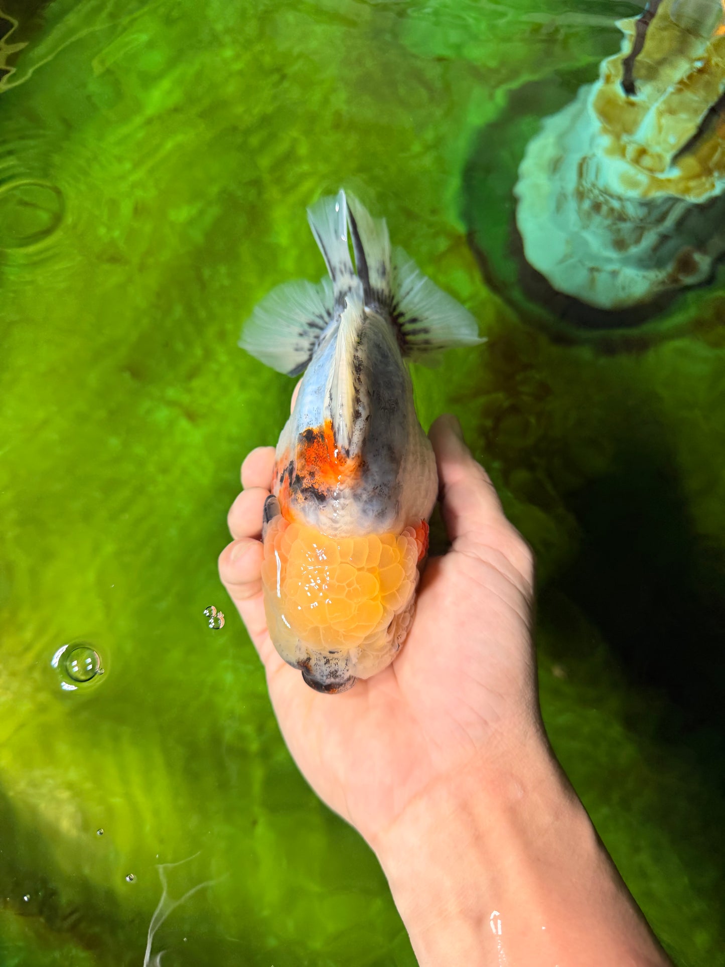 AAA Grade Marble Yuanbao Male 5.5-6 inches #041026YB_25