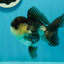 A Grade Panda Oranda Male 4.5-5 inches #1004OR_37