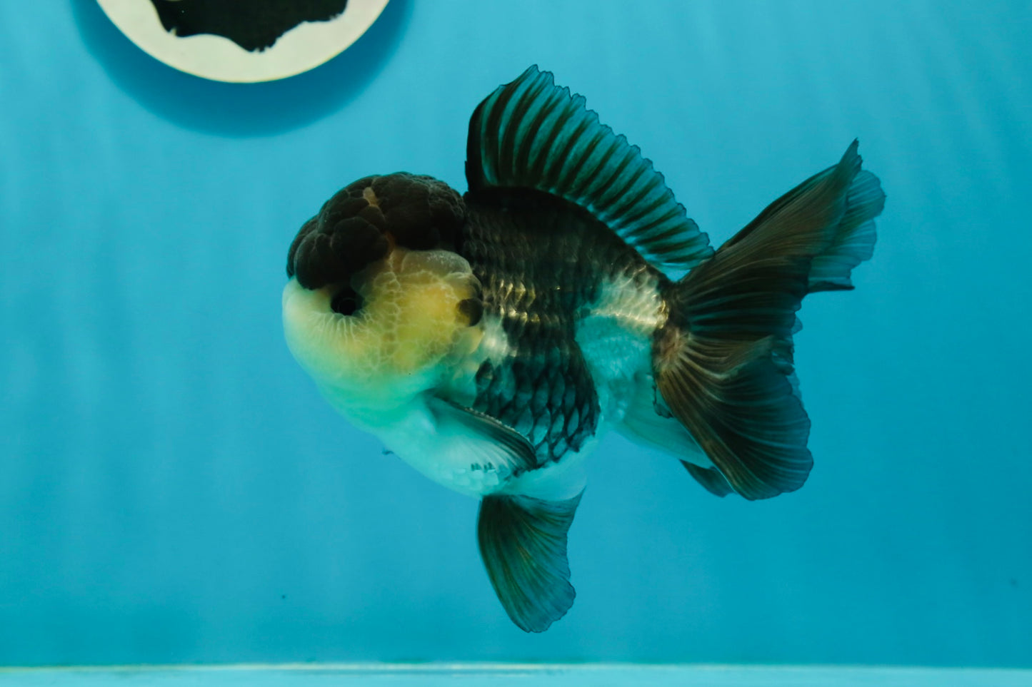 A Grade Panda Oranda Male 4.5-5 inches #1004OR_37