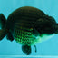 A Grade Black Ranchu Female 5.5 inches #072426RC_37