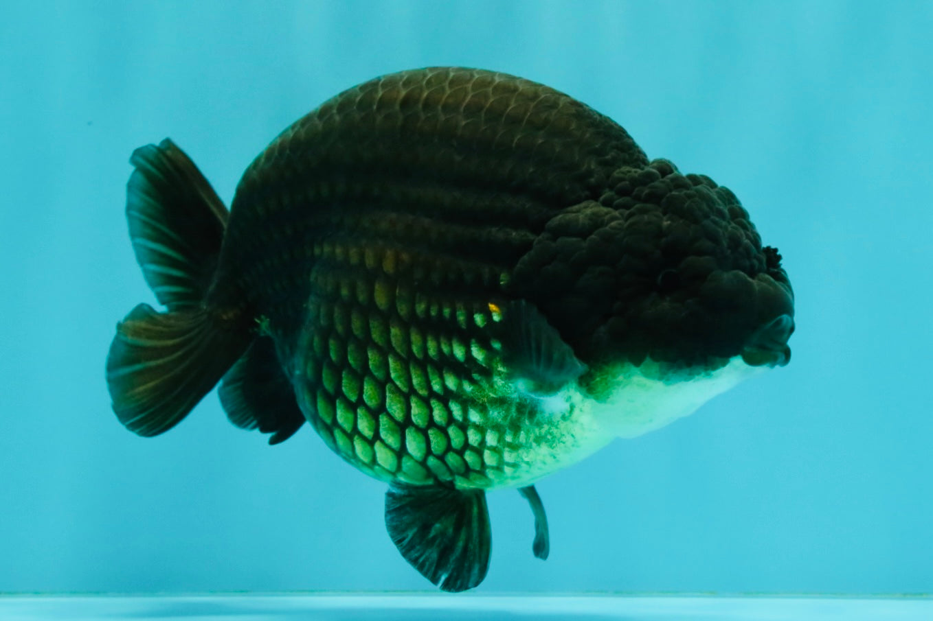 A Grade Black Ranchu Female 5.5 inches #072426RC_37