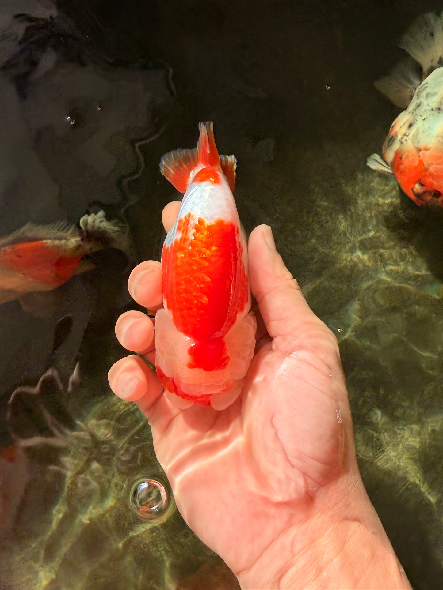 A Grade Red White LionQueen 4.5-5 inches #032726LC_21