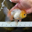 A Grade Lemonhead Button Eyes Oranda Male 5-5.5 inches #082225OR_21