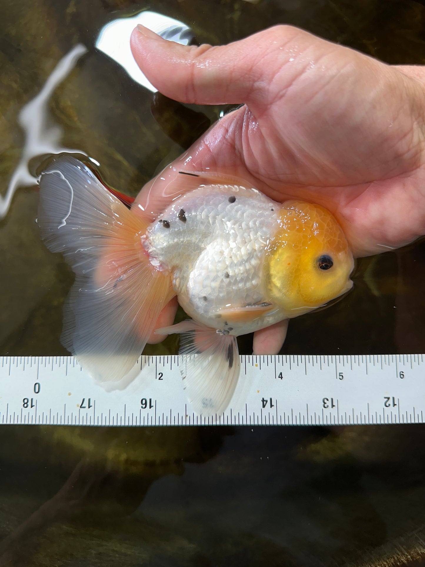 A Grade Lemonhead Button Eyes Oranda Male 5-5.5 inches #082225OR_21