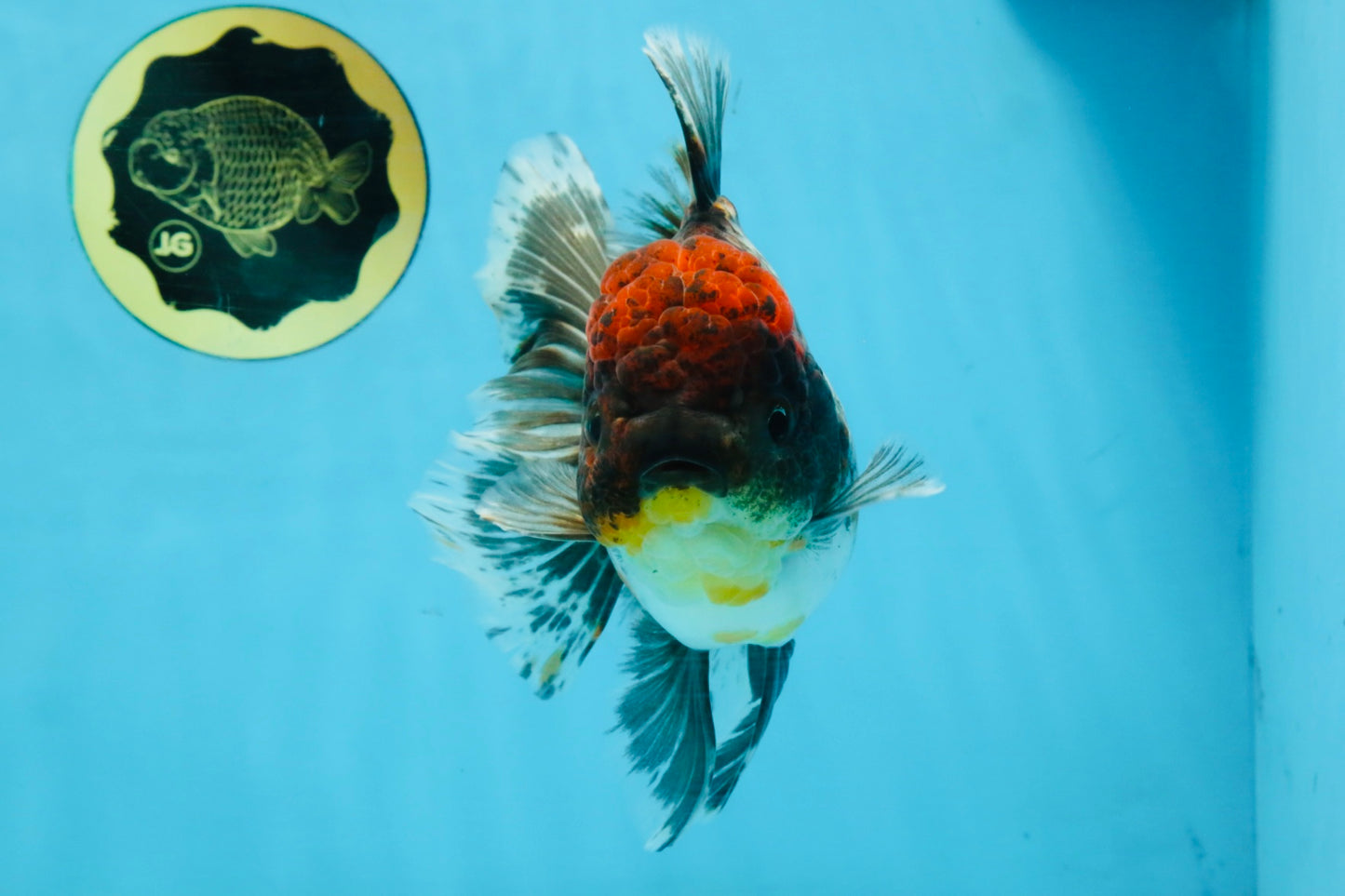 A Grade Kirin Oranda Female 6 inches #110725OR_03