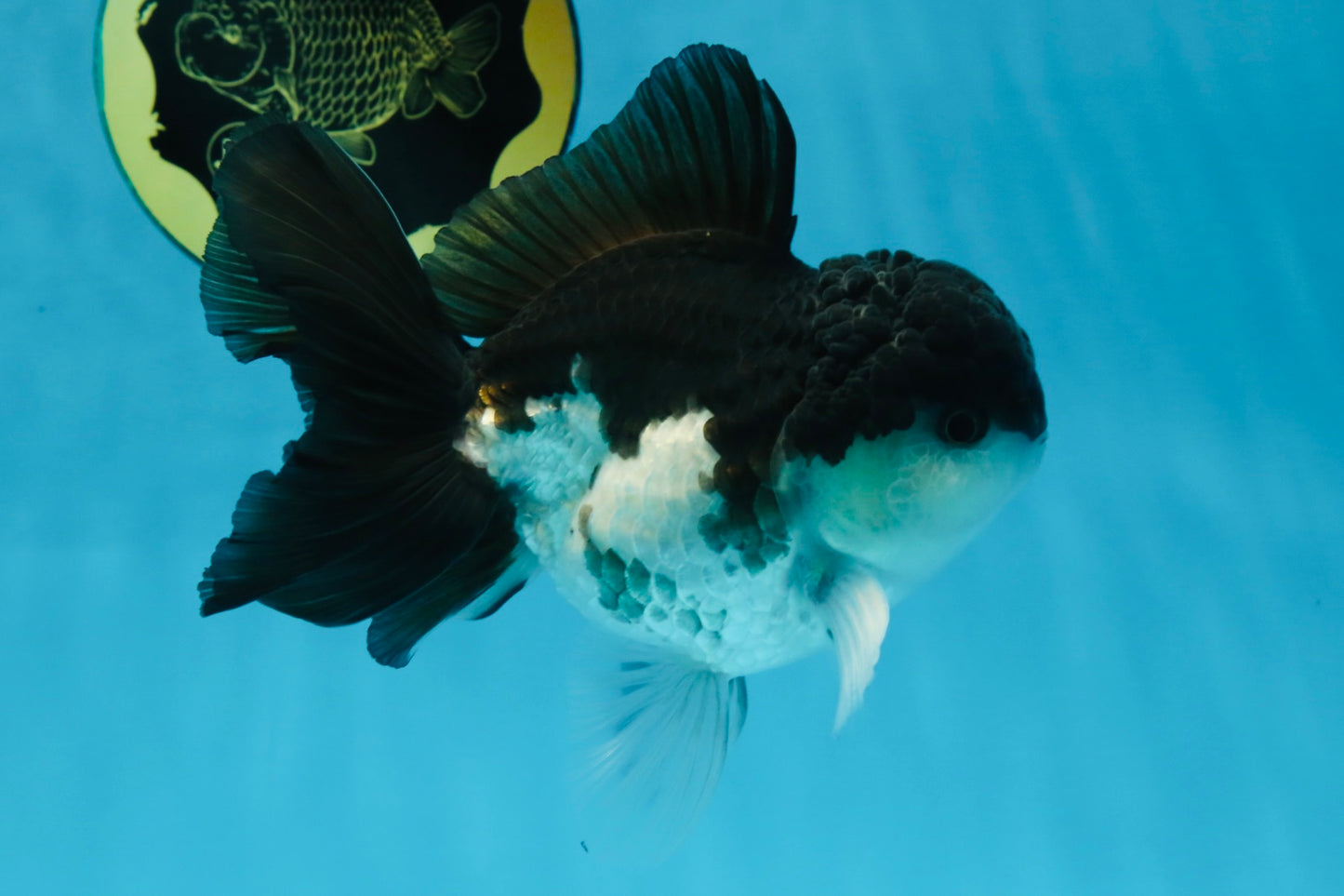 Panda Oranda Male 5 inches #091225OR_25