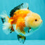 A Grade Tricolor Yuanbao Female 5-5.5 inches #061926YB_31