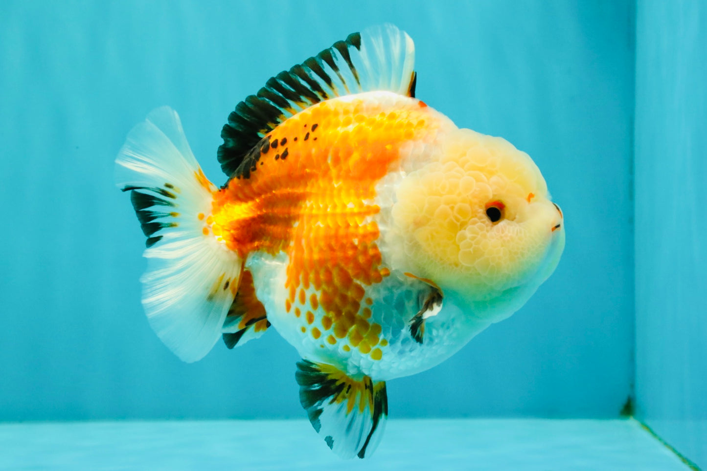 A Grade Tricolor Yuanbao Female 5-5.5 inches #061926YB_31