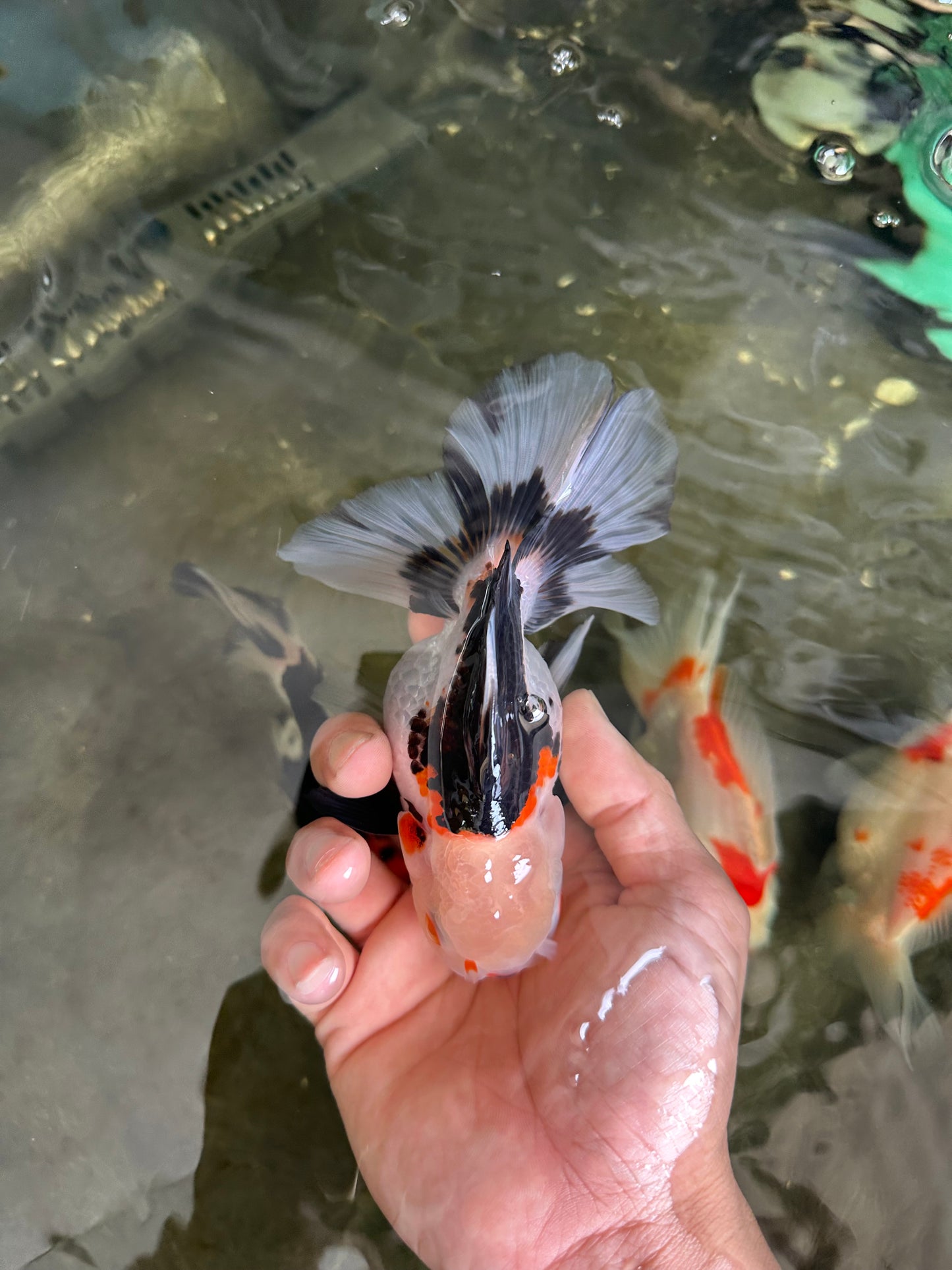 A Grade Tricolor Oranda Female 5-5.5 inches #081525OR_29