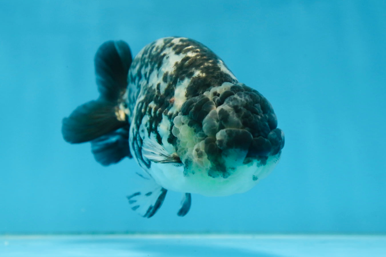 A Grade RARE White Tiger LionKing 4.5 inches #082925LC_04