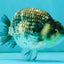 A Grade Tiger Ranchu Male 5 inches #080726RC_30