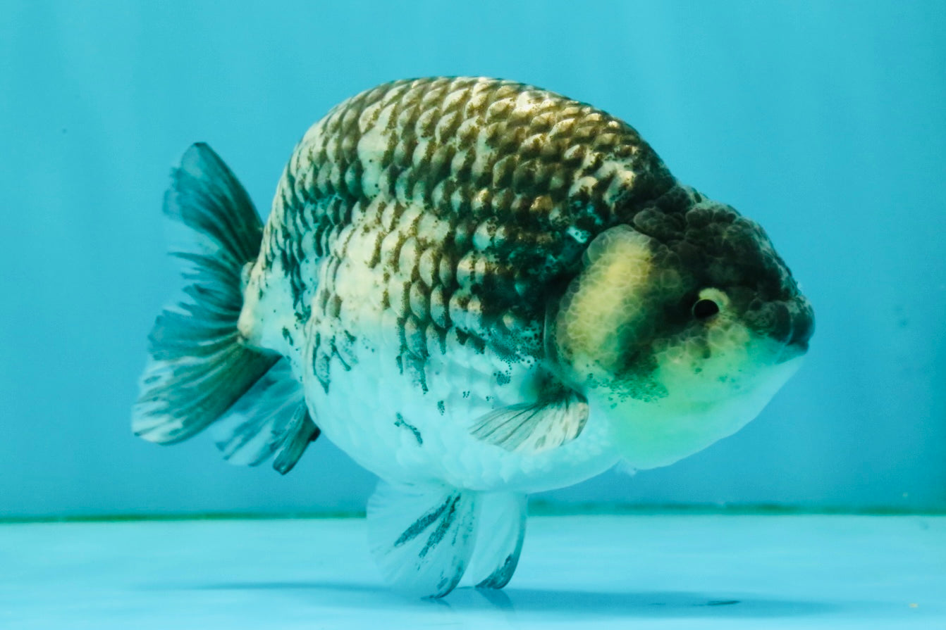 A Grade Tiger Ranchu Male 5 inches #080726RC_30