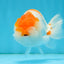 A Grade Fluffy Orange White LionKing 4.5-5 inches #122724LC_18