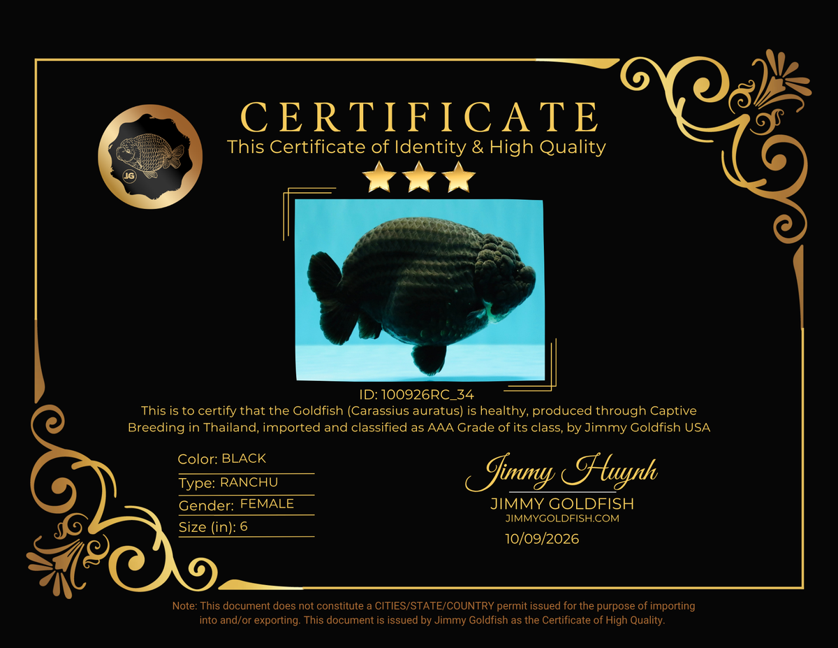 JAMES BOND AAA Grade Black Ranchu Female 6 inches #100926RC_34