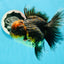 AAA Grade Tiger Oranda Female 5 inches #0119OR_07