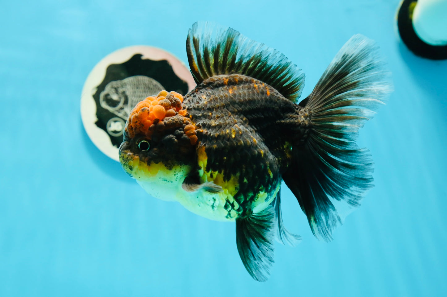 AAA Grade Tiger Oranda Female 5 inches #0119OR_07