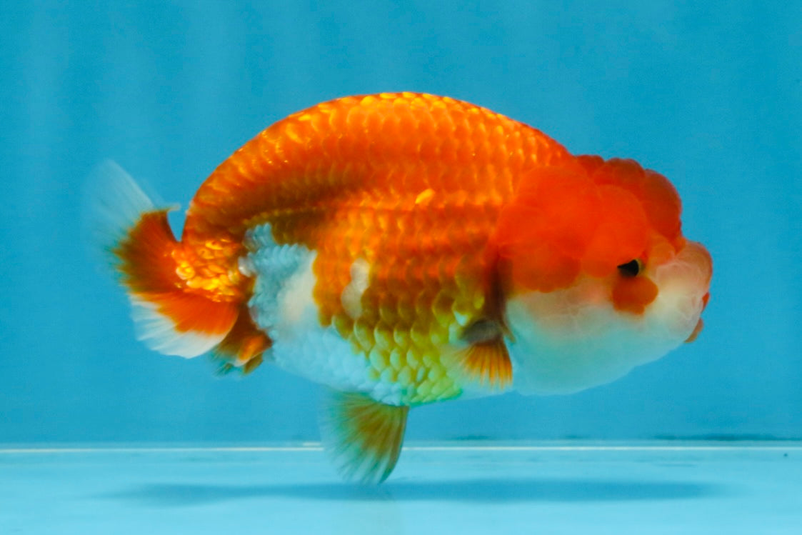 A Grade Red White LionQueen 4 inches #103125LC_18