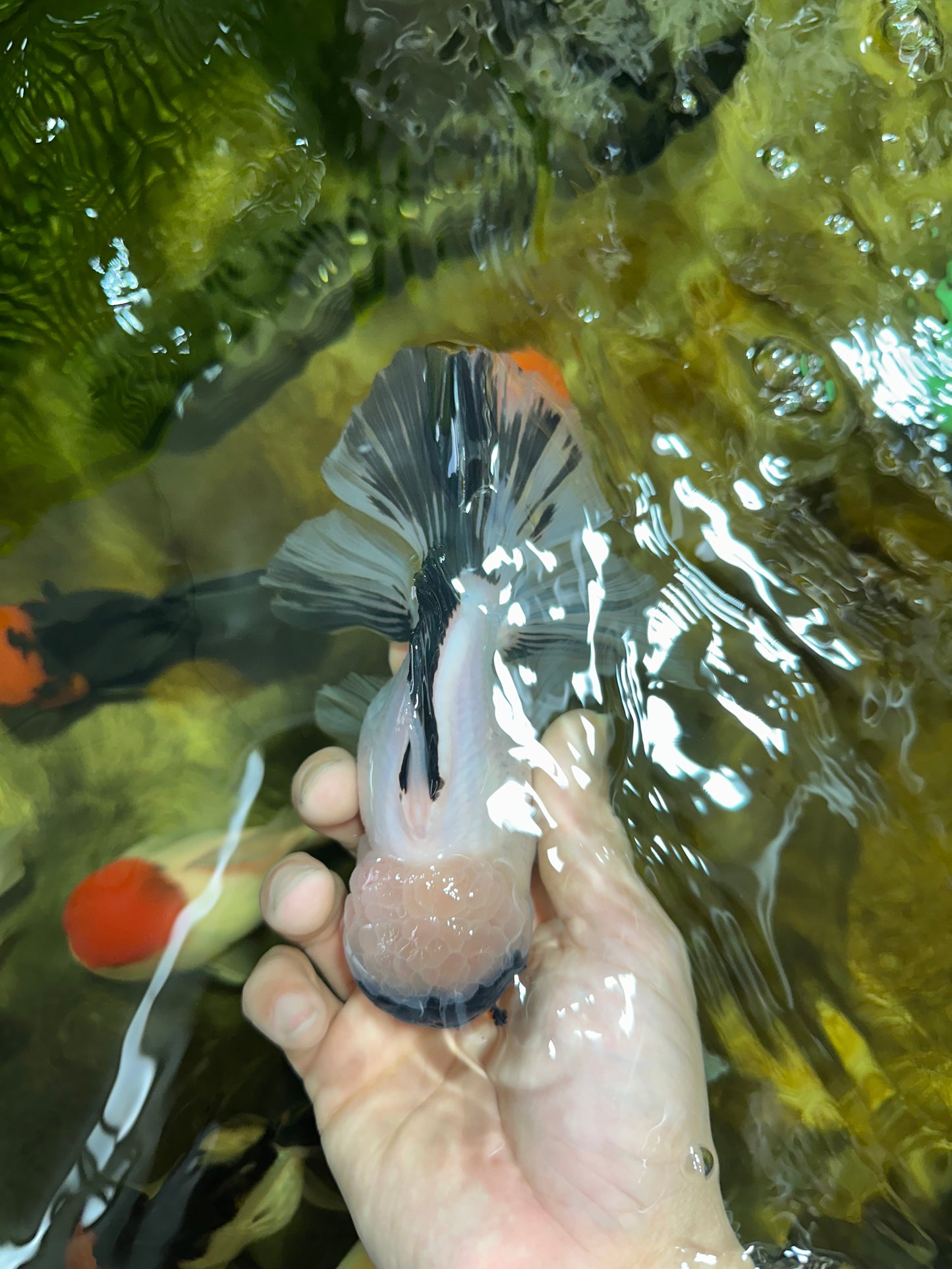 A Grade Panda Oranda Male 5.5-6 inches #053025OR_15