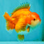 SUPER CUTE A Grade Red White Yuanbao Female 5-5.5 inches #071026YB_20