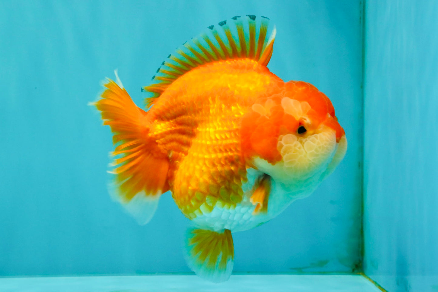 SUPER CUTE A Grade Red White Yuanbao Female 5-5.5 inches #071026YB_20