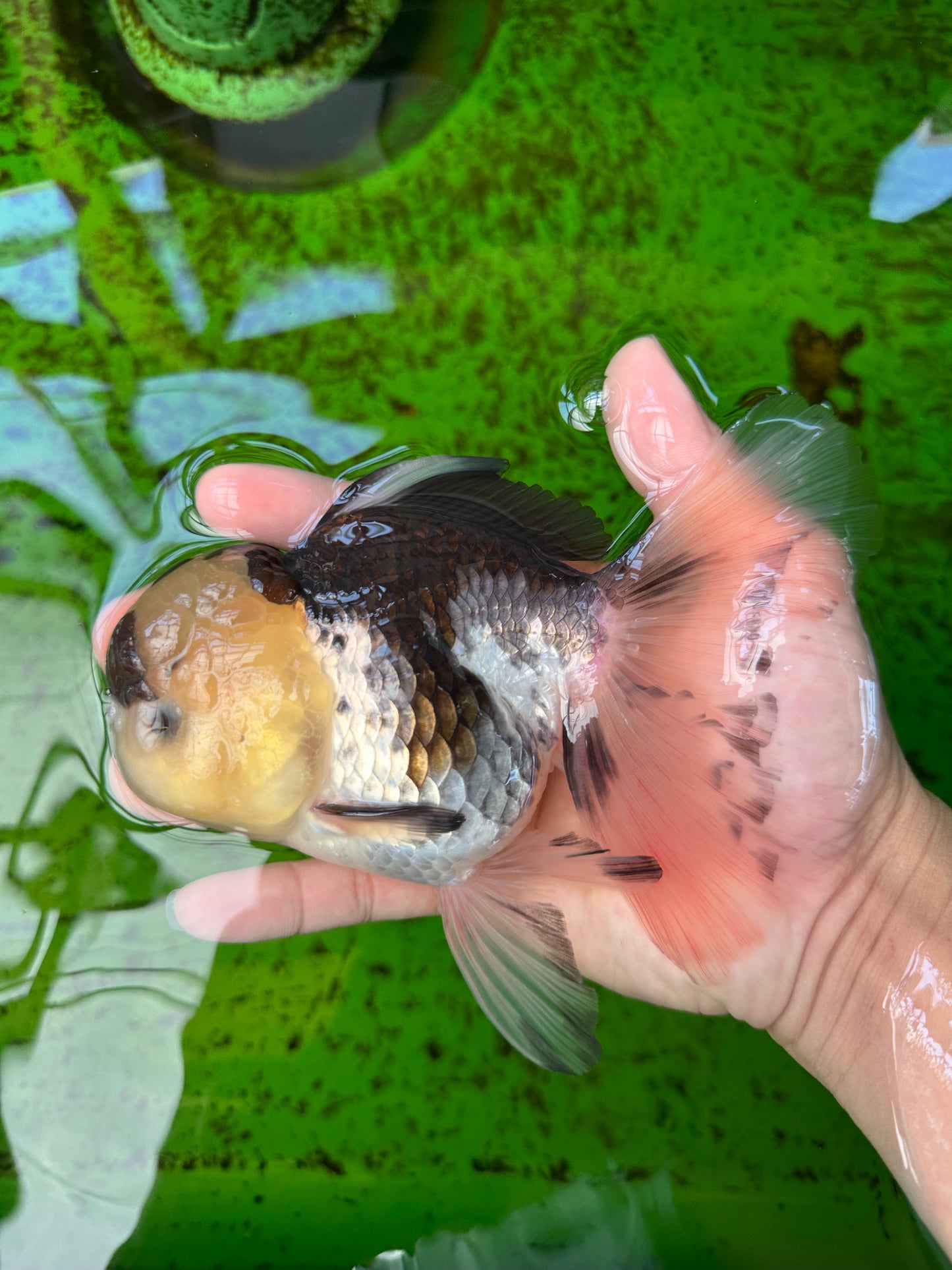 Panda Button Eyes Oranda Female 6 inches #0920OR_29