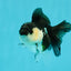 White Cheeks Panda Oranda Female 3-3.5 inches #1011OR_29