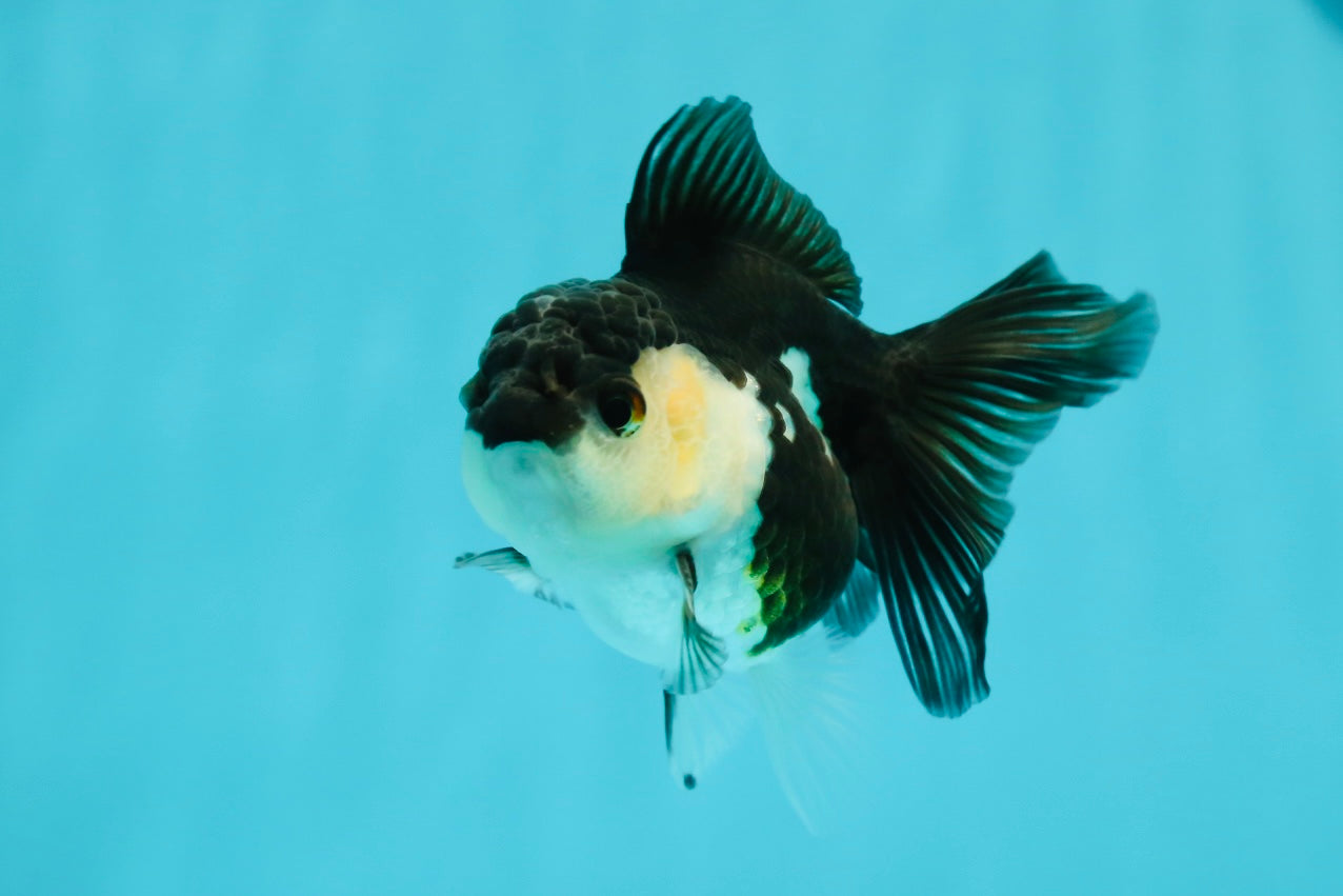 White Cheeks Panda Oranda Female 3-3.5 inches #1011OR_29