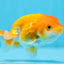 Red White Lionchu Male 3-3.5 inches #0901LC_19