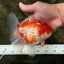 A Grade Polkadot Red White Oranda Male 5.5 inches #100926OR_13