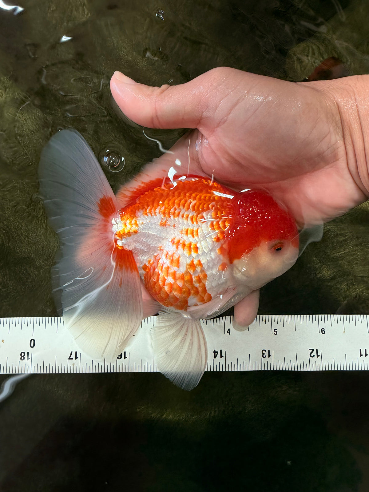 A Grade Polkadot Red White Oranda Male 5.5 inches #100926OR_13