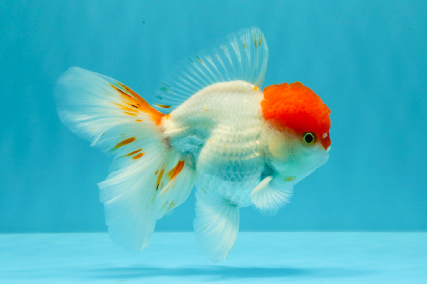 MARIO A Grade Tancho Red White Oranda Male 5-5.5 inches #031326OR_27