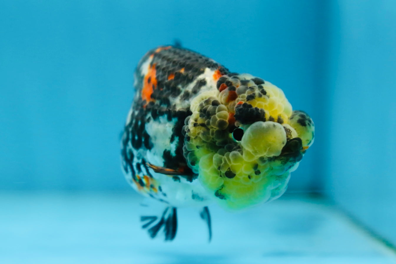 SUPER CUTE Tricolor Tiger Lionchu Female 3.5 inches #090525LC_04